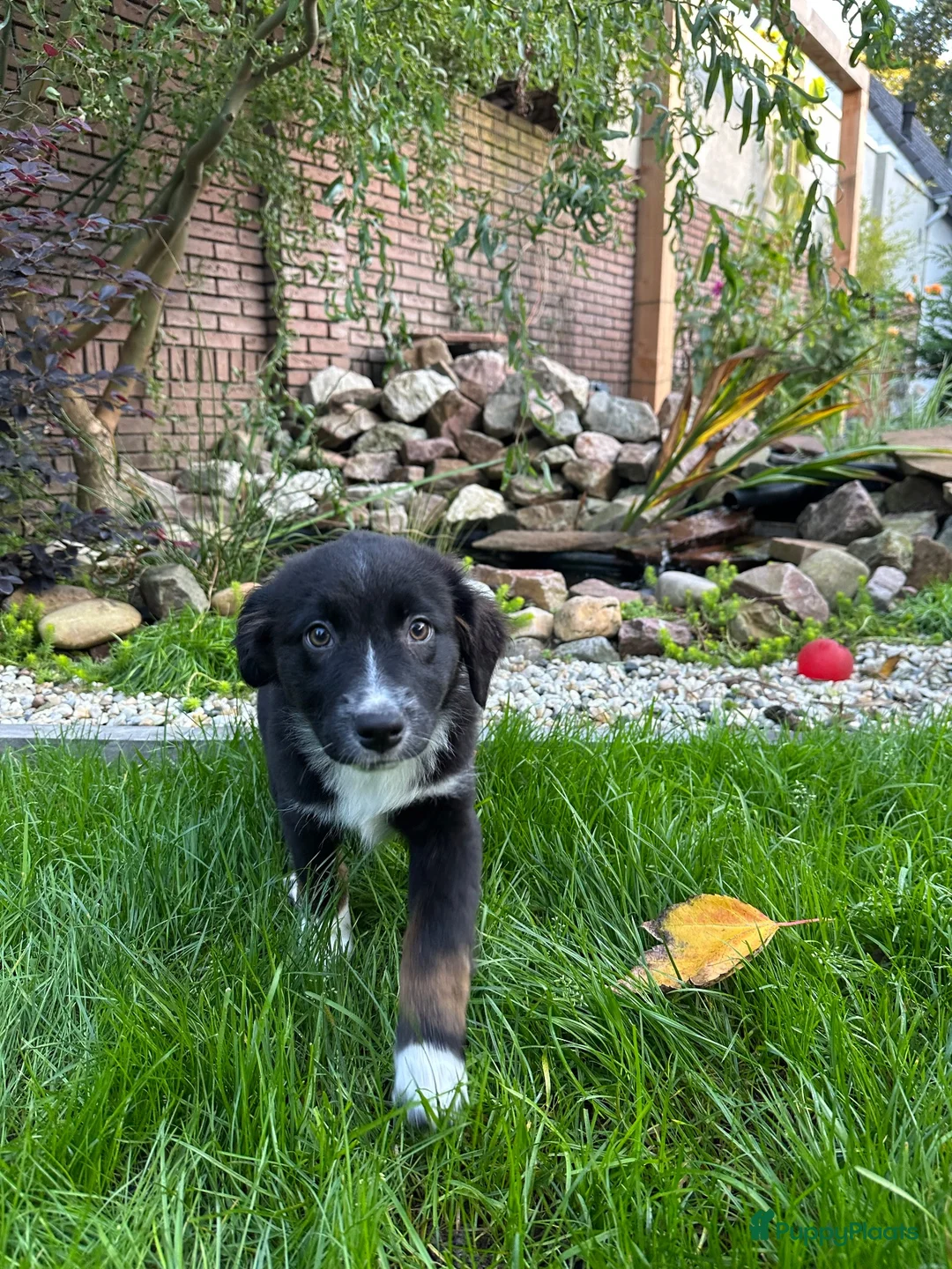 Australian Shepherd honden te koop: Australian Shepherd puppy - Advertentie 6