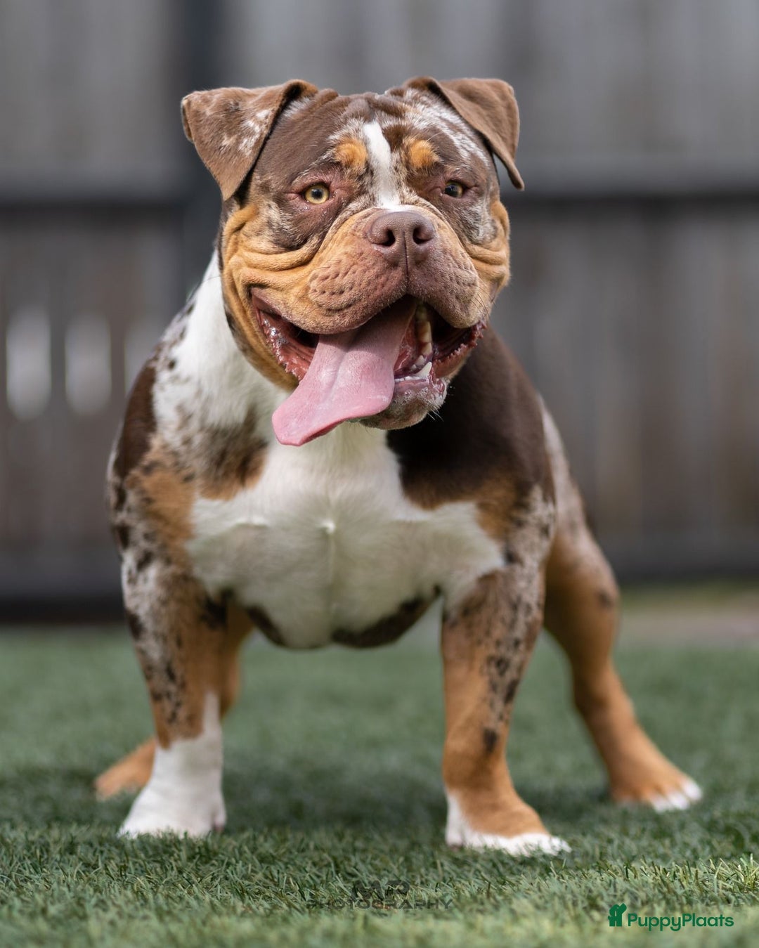 Amerikaanse Bully honden te koop: Pocket bullys  - Advertentie 4