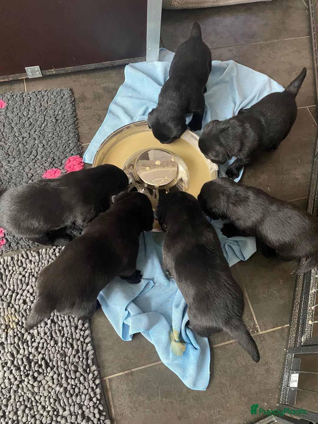 Labrador Retriever honden te koop: Labrador pups - Advertentie 2