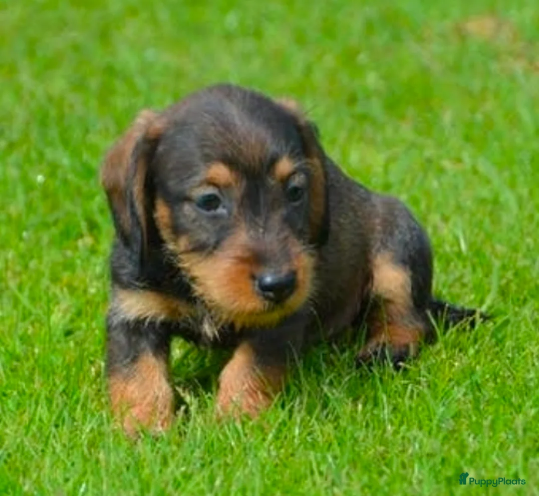 Kruising honden te koop: Supermooie teckel pups - Advertentie 2
