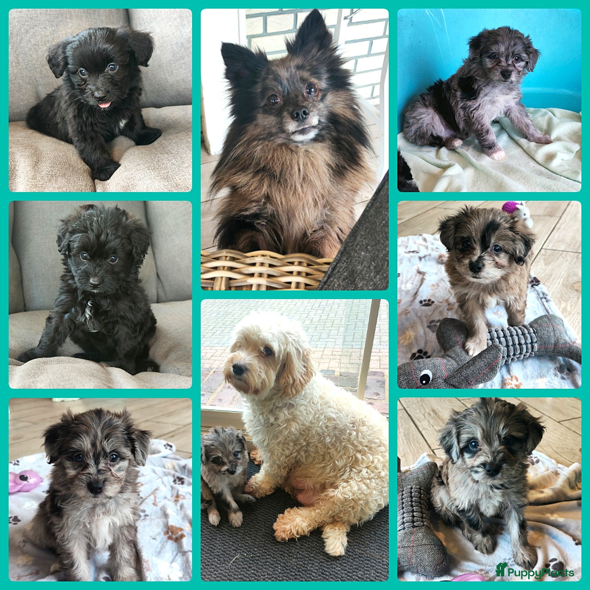 Kruising honden speelse boomer pups beide ouders aanwezig - Advertentie 1