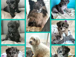 Kruising honden speelse boomer pups beide ouders aanwezig - Advertentie 1