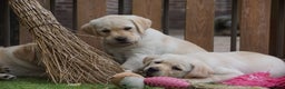 Labrador Retriever honden te koop: Authentieke Gele Labrador pups met Stamboom  - Advertentie 8