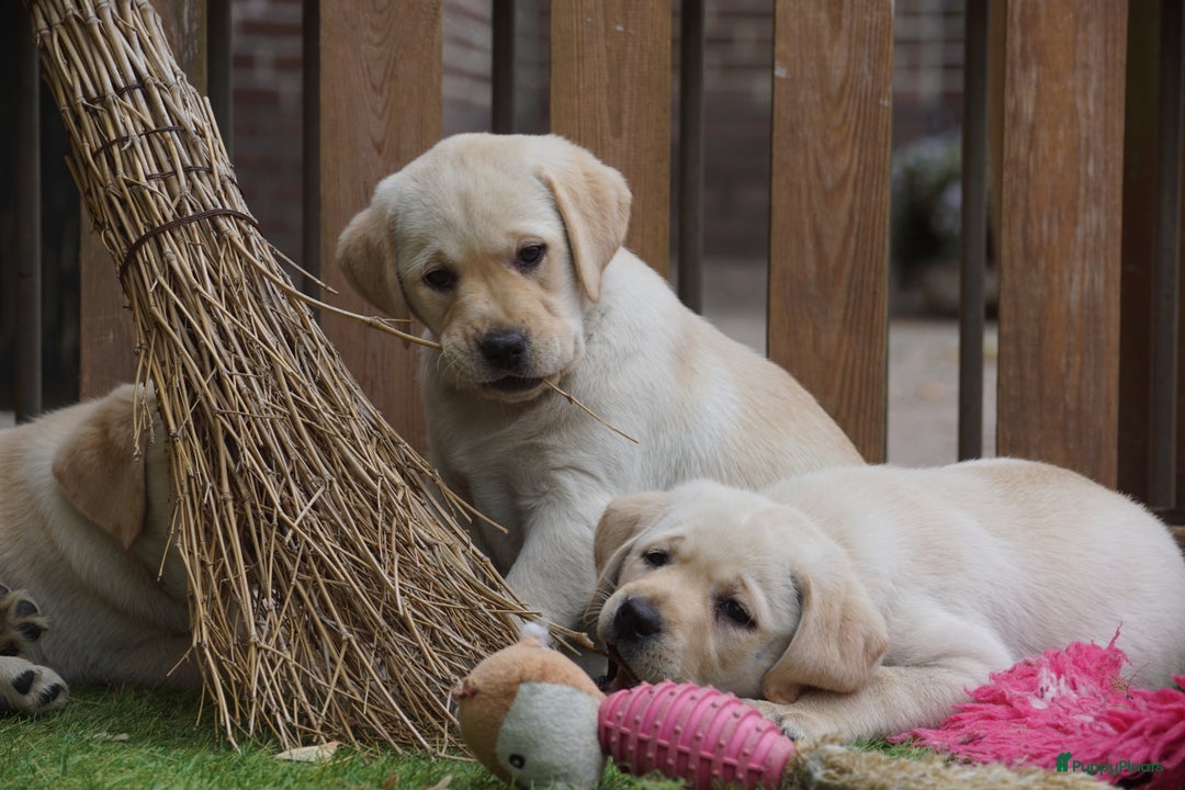 Labrador Retriever honden te koop: Authentieke Gele Labrador pups met Stamboom  - Advertentie 8