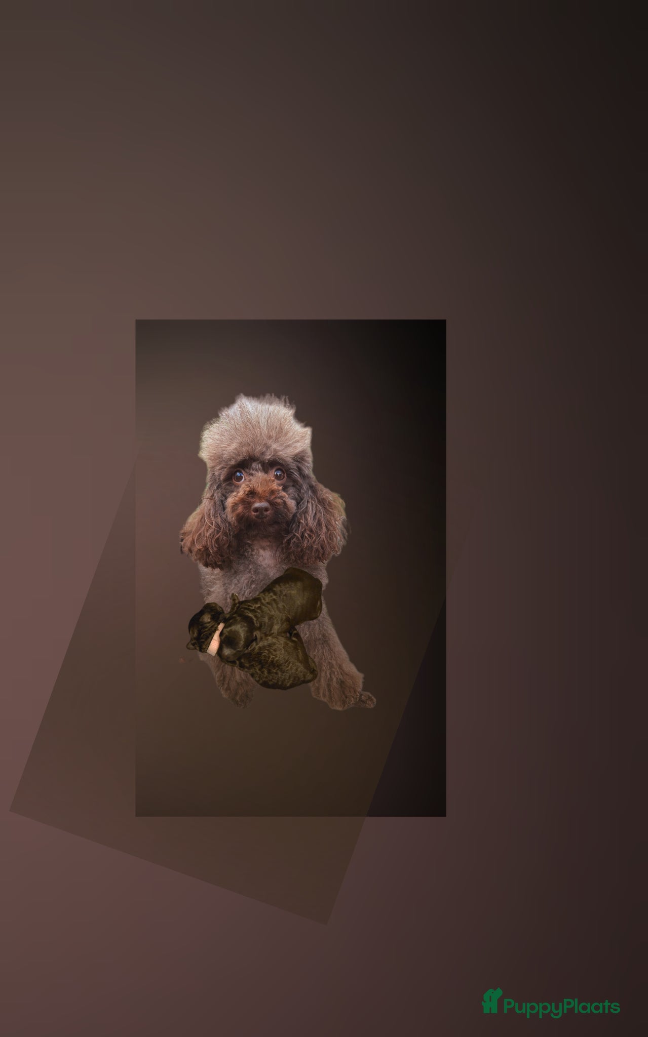 Poedel Toy honden 2 Teefjes geboren op 24-5-2026  - Advertentie 1
