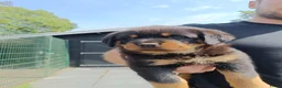 Rottweiler honden te koop: Prachtige Rottweiler Teefjes - Advertentie 4