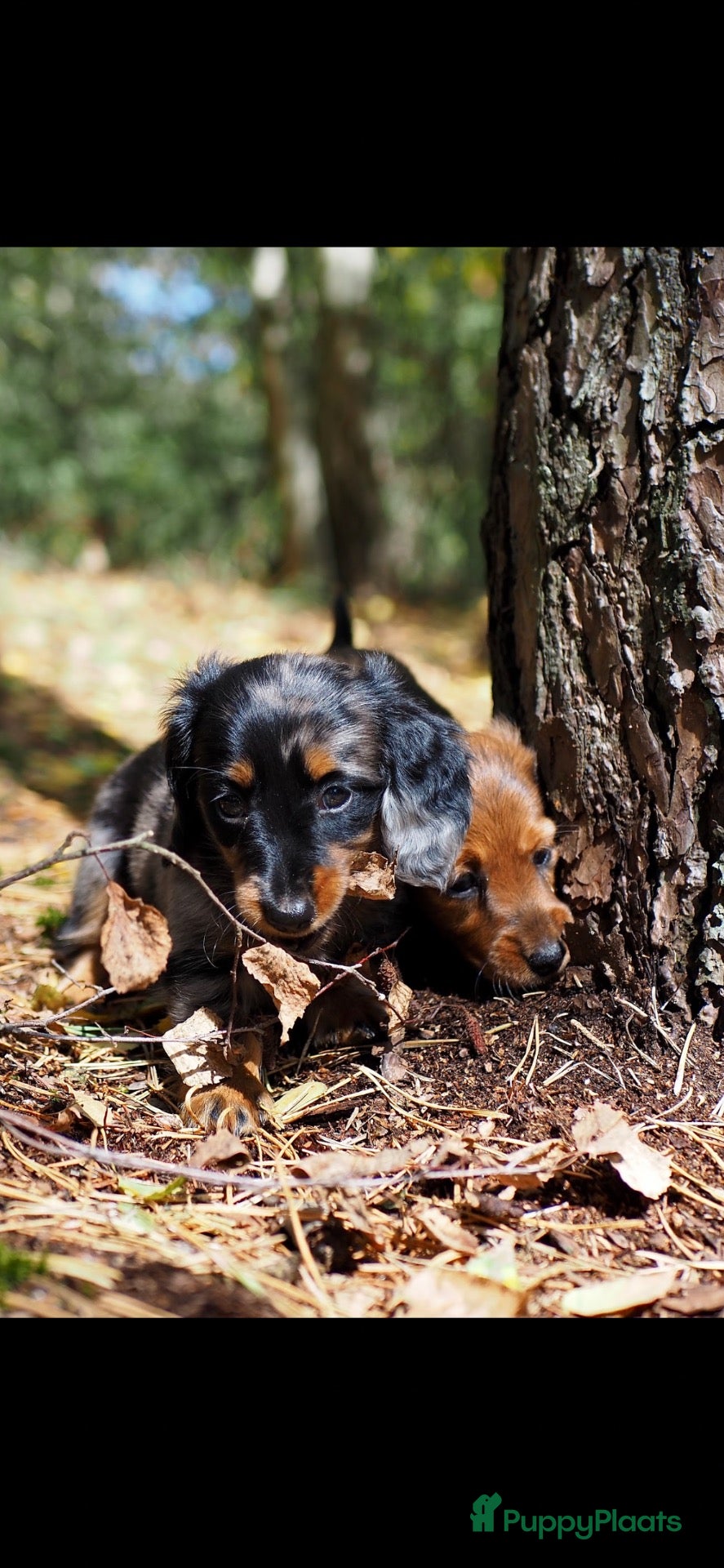 Teckel (langhaar) honden Teckel pups langhaar kleine dwerg - Advertentie 1