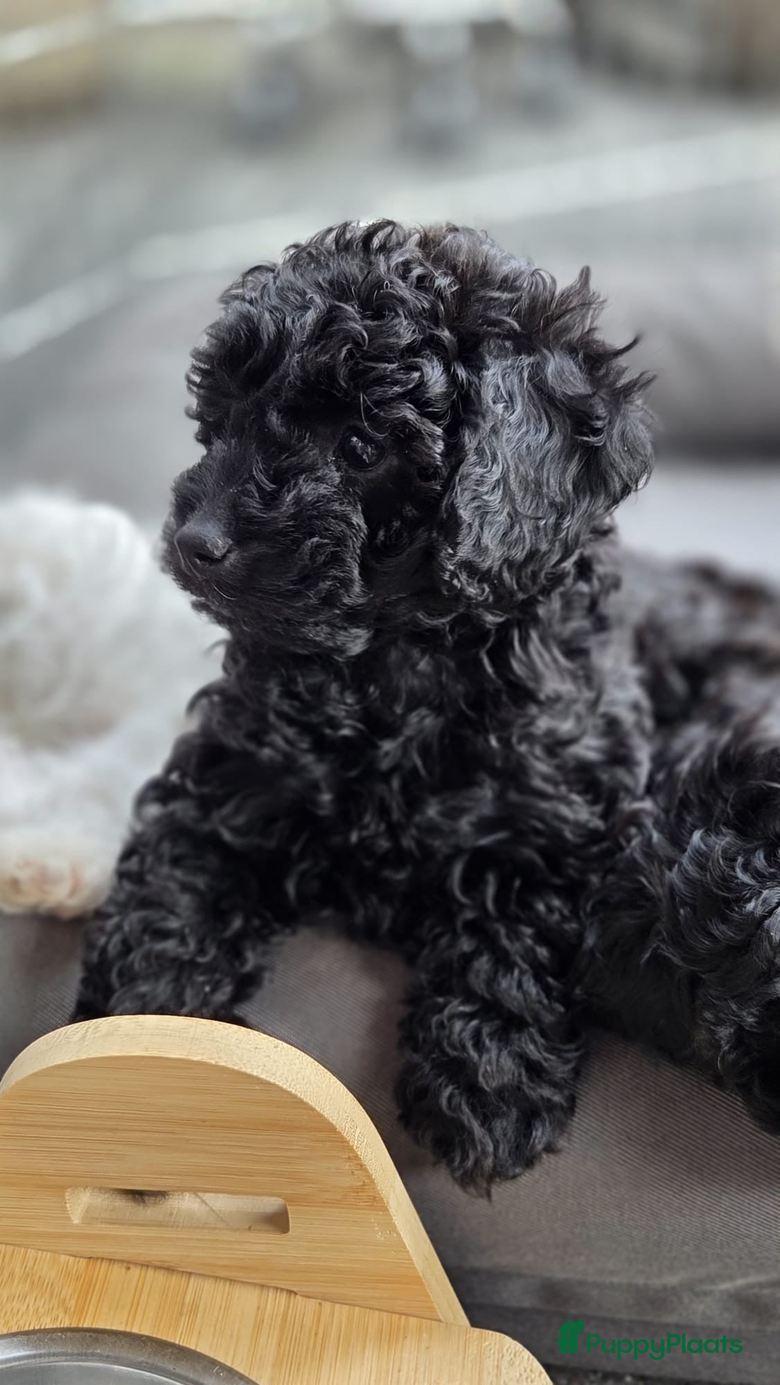 Maltipoo honden Geweldige MaltiPoo’s 🥰 Zwart - Advertentie 2