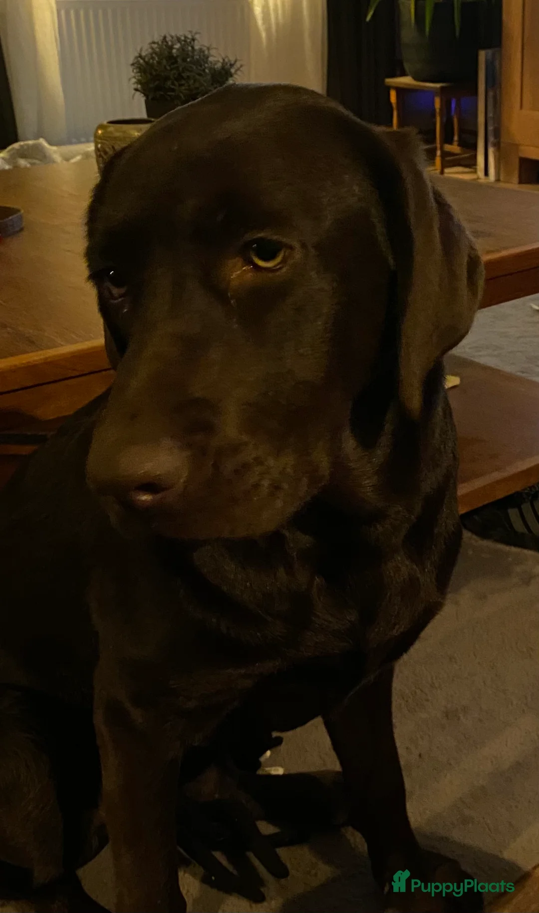 Labrador Retriever honden te koop: Labrador  - Advertentie 5