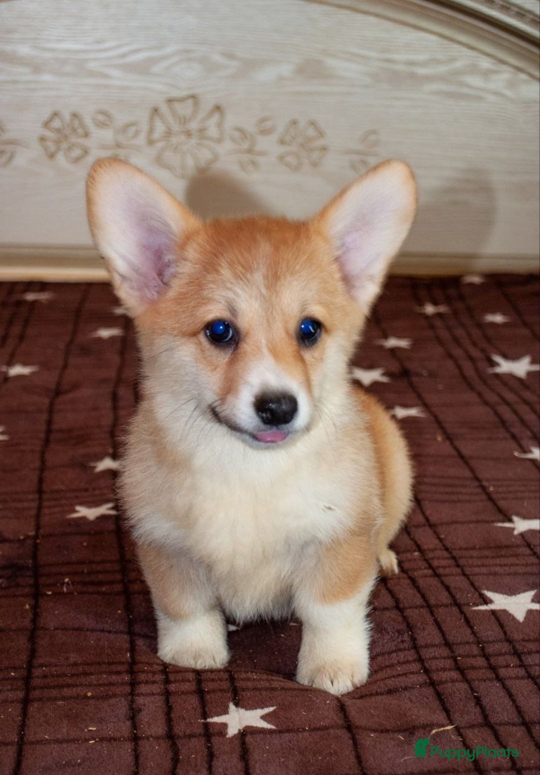 Welsh Corgi Pembroke honden te koop: Welsh Corgi Pembroke - Advertentie 5