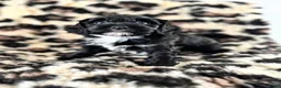 Labradoodle honden te koop: Nog 4 Mini Labradoodle pups beschikbaar.  - Advertentie 9