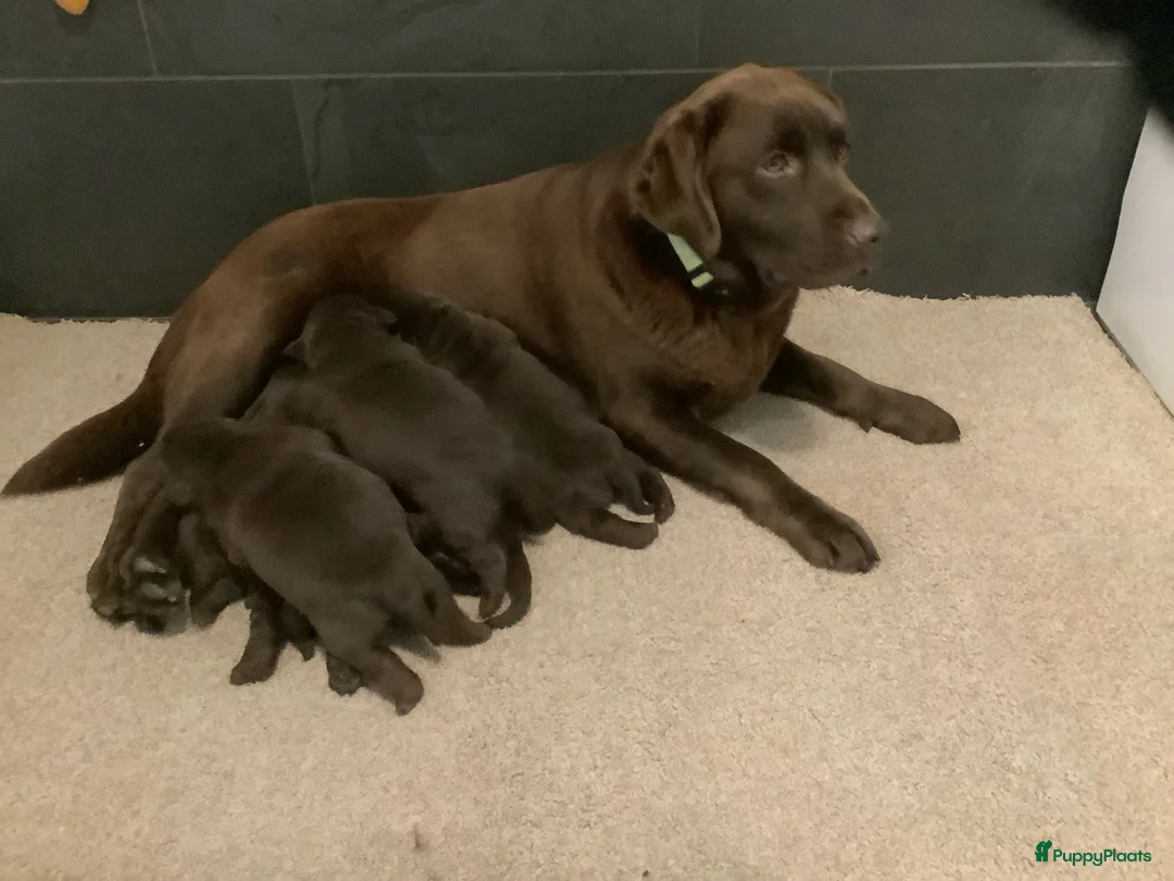 Labrador Retriever honden te koop: Labrador pups ouders met stamboom - Advertentie 9