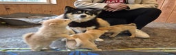 Kruising honden te koop: Pomsky x Shiba inu pups - Advertentie 24