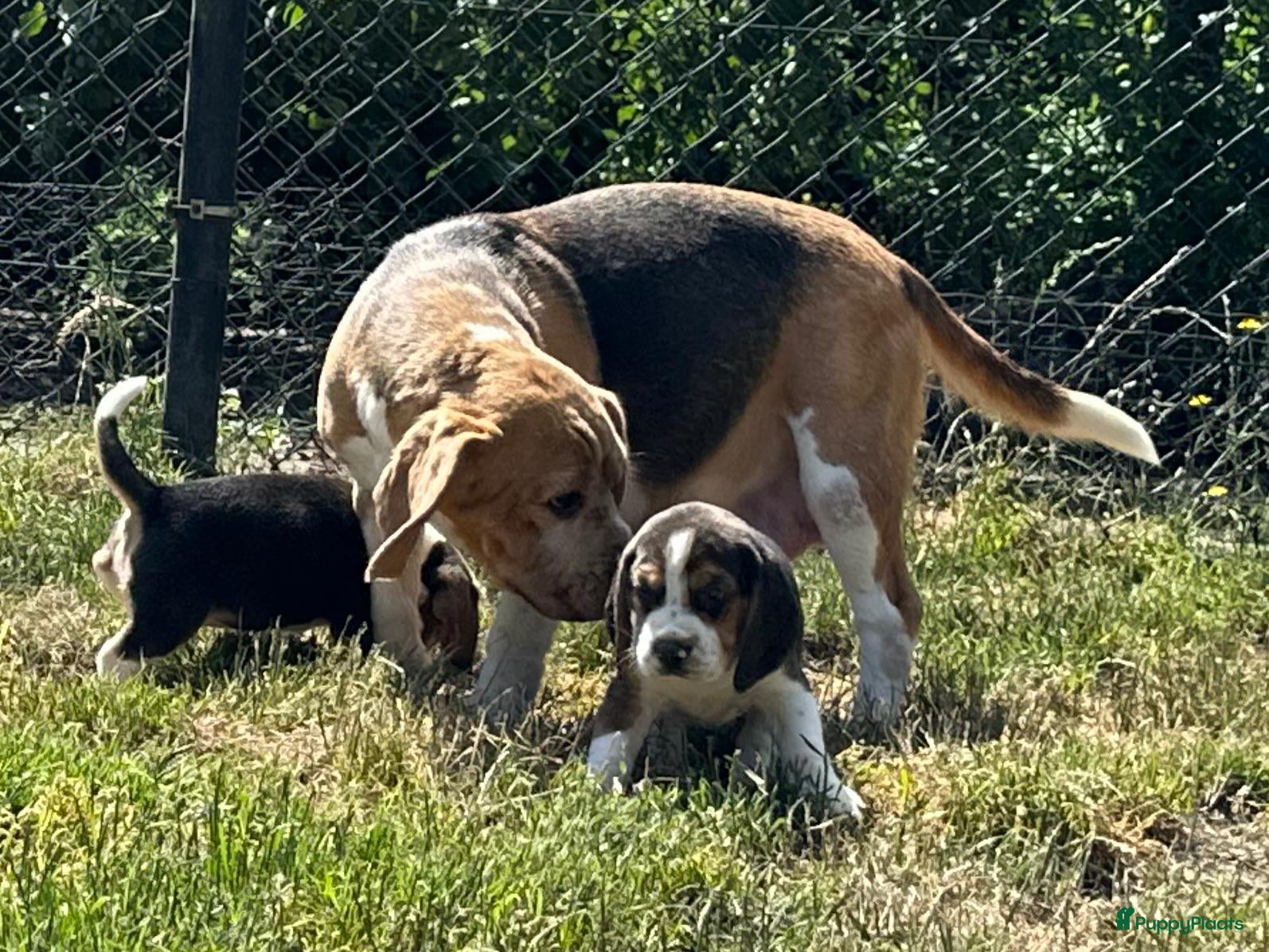 Beagle honden prachtige beagle pups - Advertentie 2