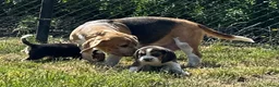 Beagle honden te koop: prachtige beagle pups - Advertentie 2