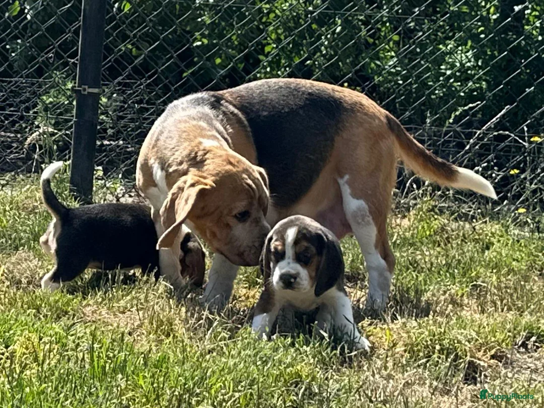 Beagle honden te koop: prachtige beagle pups - Advertentie 2
