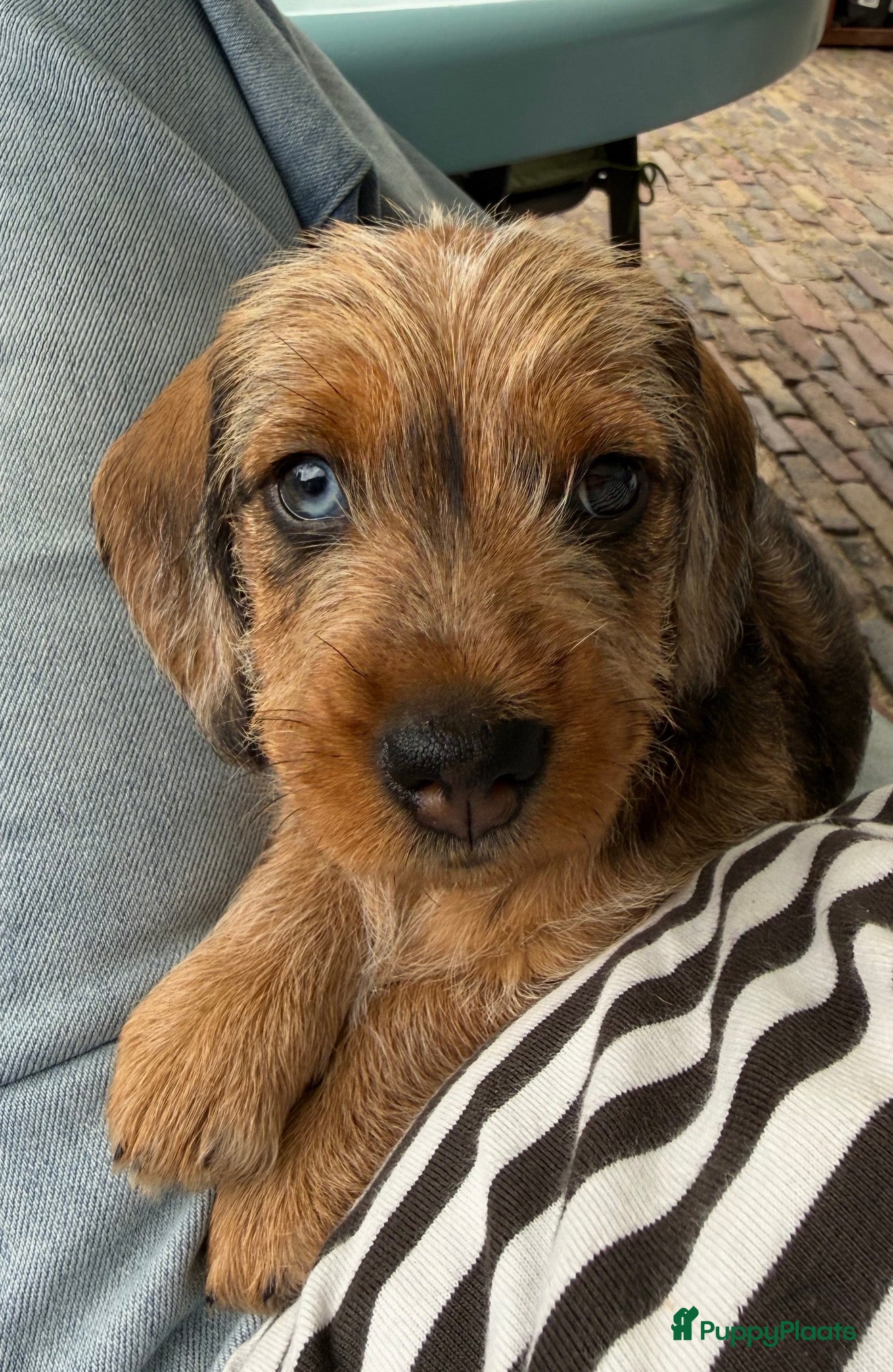 Ruwhaar Teckel honden Ruwharige teckel  - Advertentie 2
