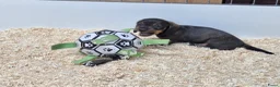 Ruwhaar Teckel honden te koop: Ruwharige teckel pup's in Barchem - Advertentie 3