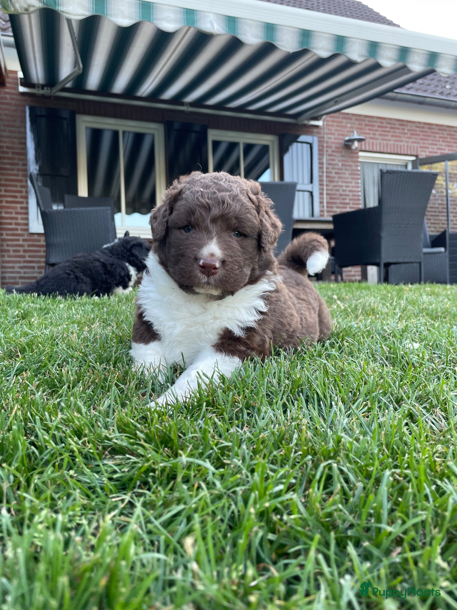 Kruising honden UNIEKE Wetterhoun X Australian Shepherd pups - Advertentie 2