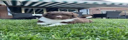 Kruising honden te koop: UNIEKE Wetterhoun X Australian Shepherd pups - Advertentie 2