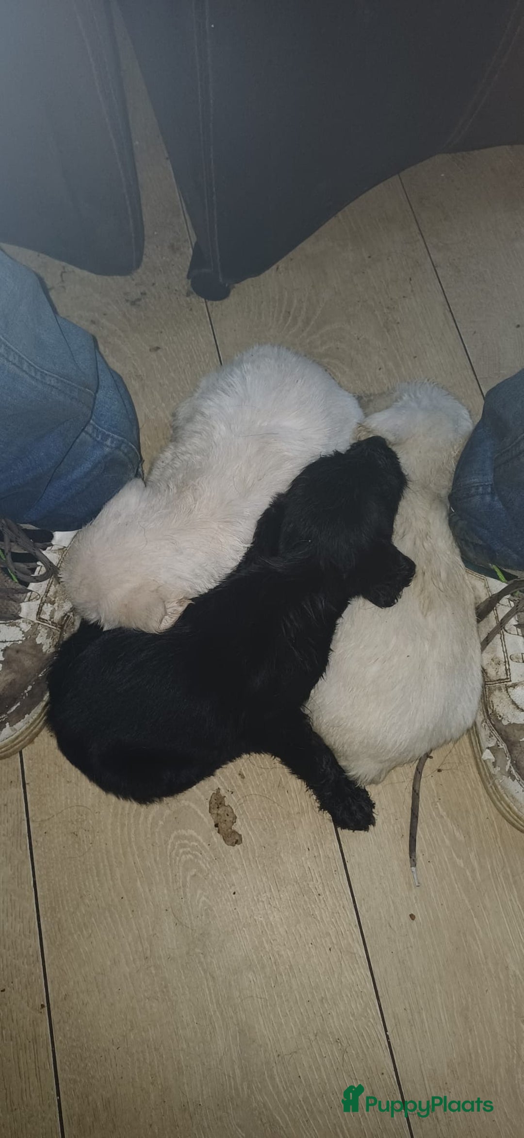 Kruising honden te koop: Ben jij het baasje van een van deze mooie puppy's? - Advertentie 14