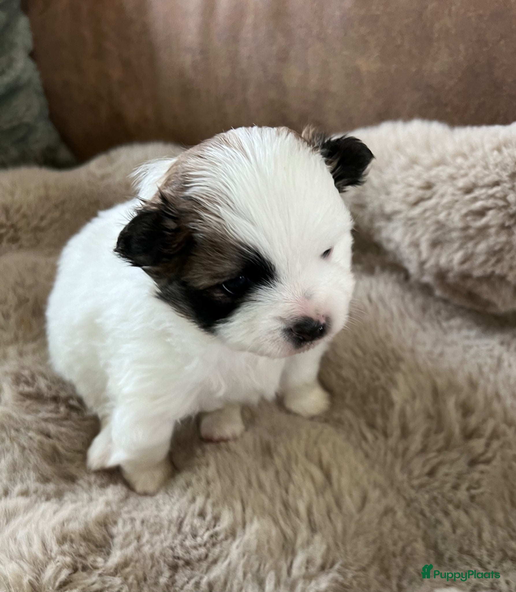 Kruising honden Super leuke pomchi’s  - Advertentie 1