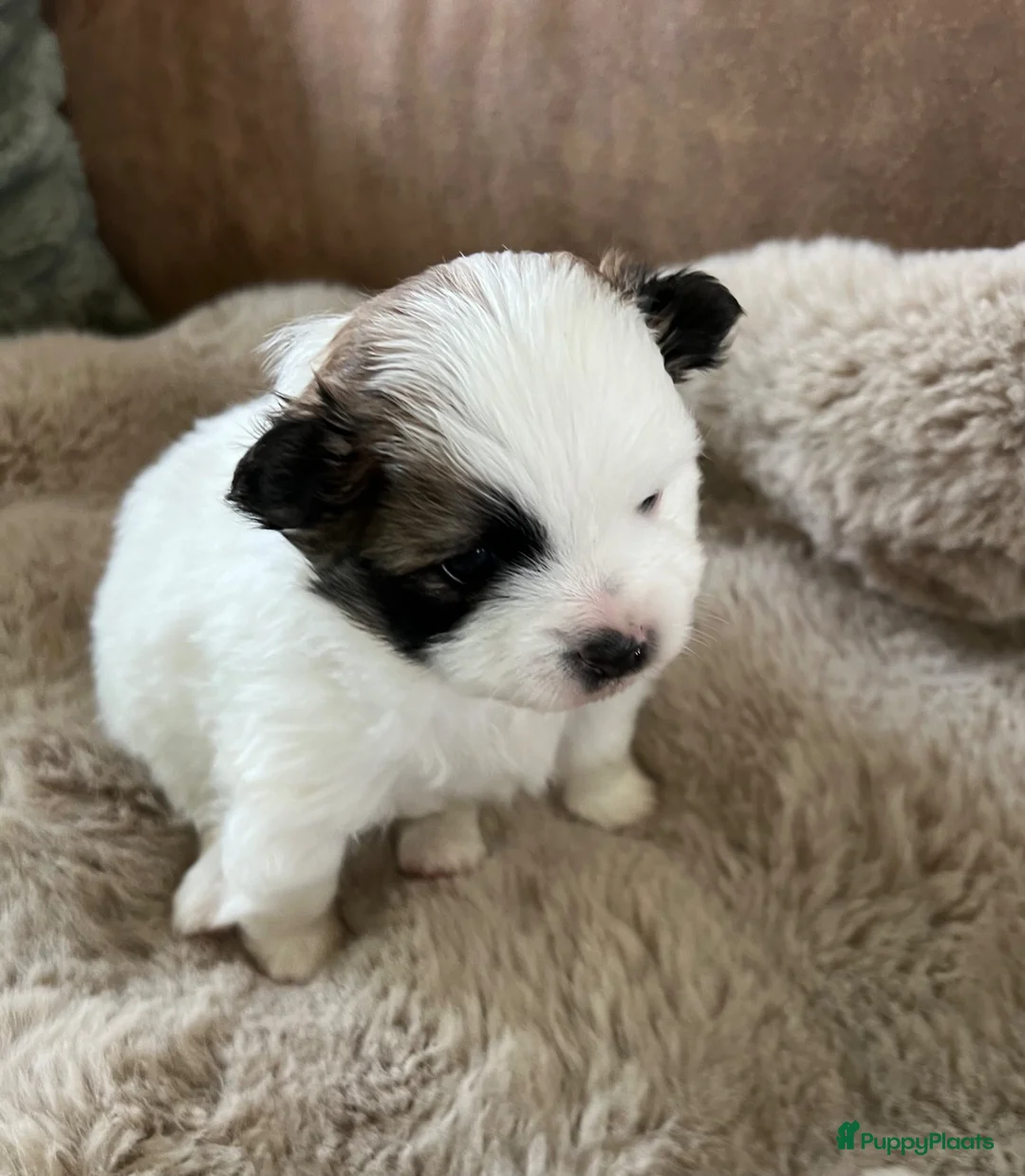 Kruising honden te koop: Super leuke pomchi’s  - Advertentie 1