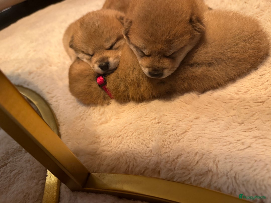 Shiba honden te koop: Shiba pups geboren uit geteste ouders - Advertentie 3