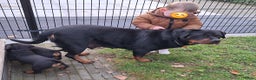 Rottweiler honden te koop: Prachtige Rottweiler pups met STAMBOOM en GARANTIE - Advertentie 17