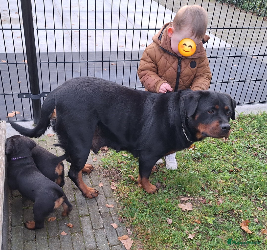 Rottweiler honden te koop: Prachtige Rottweiler pups met STAMBOOM en GARANTIE - Advertentie 17