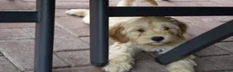 Kruising honden te koop: Lieve kruising labradoodle pups te koop! - Advertentie 10