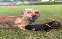 Ruwhaar Teckel honden te koop: 1 Leuke teckelpup black and tan ( TEEFJE )te koop  - Afbeelding 5