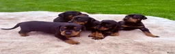 Dobermann honden te koop: Prachtig nestje Dobermann pups - Advertentie 4