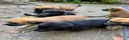 Kruising honden te koop: 9 pups Oudduitse herder x Golden retriever in Oosterbeek - Advertentie 4