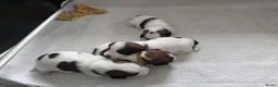 Jack Russel Terriër honden te koop: Ruwharige Jack Russell pups met stamboom - Advertentie 19