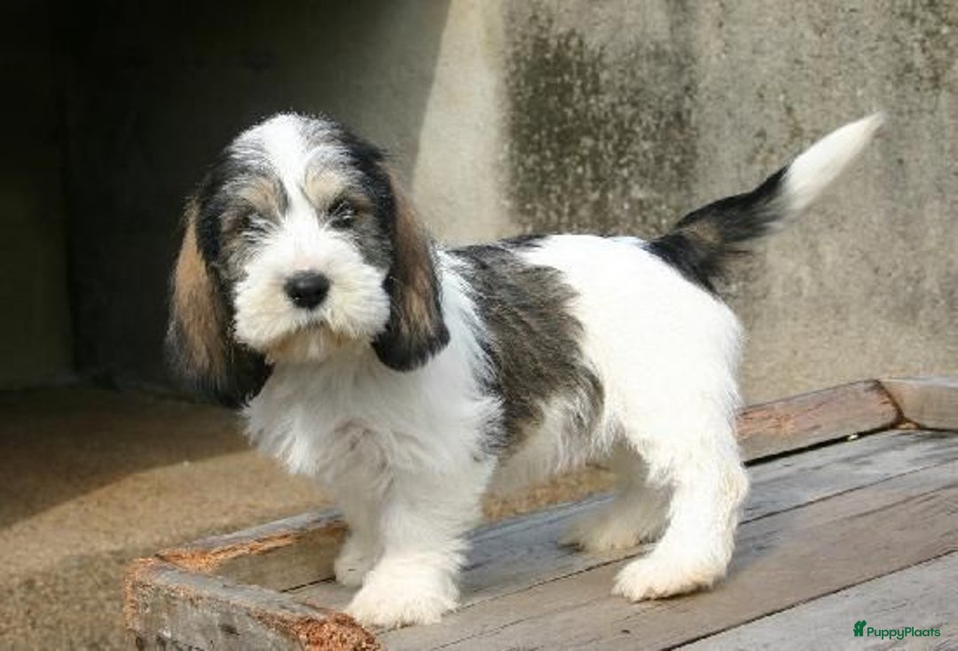 Basset Hound Griffon Vendeen Grand Basset Petit Basset Griffon