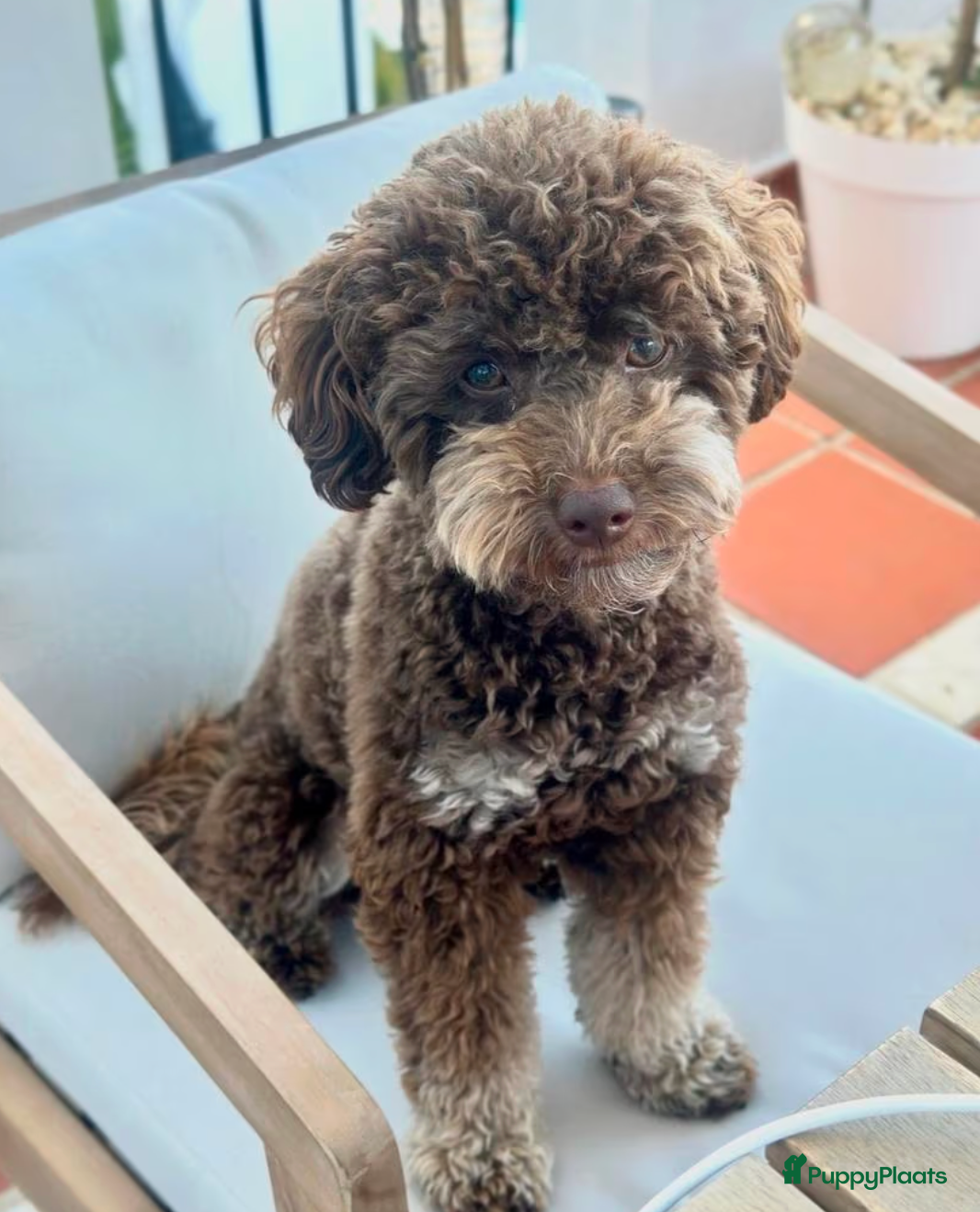 Poedel Toy honden Choco Tan DEKREU Toypoedel 🐶 GETEST ✅ - Advertentie 1