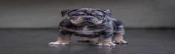 Amerikaanse Bully honden te koop: American Bully pocket pups verwacht rond de zomer  - Advertentie 8