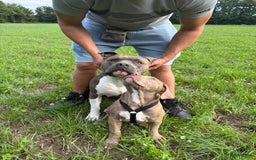 American Staffordshire Terriër honden ter dekking: Unieke Ervaren Amerikaanse Stafford bleu dekreu  in Gemert - Afbeelding 10