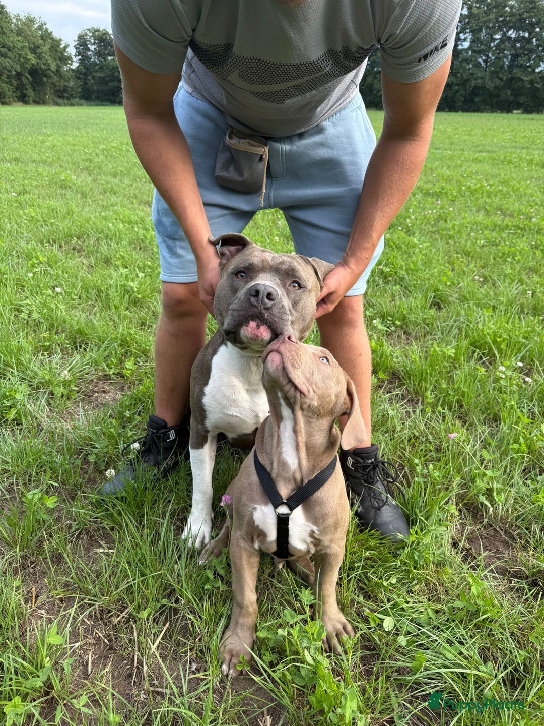 American Staffordshire Terriër honden ter dekking: Unieke Ervaren Amerikaanse Stafford bleu dekreu  in Gemert - Afbeelding 10