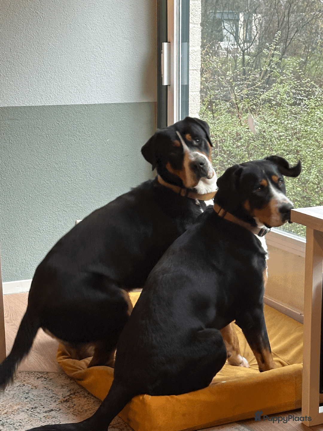 Grote Zwitserse Sennenhond honden te koop: Grote Zwitserse Sennen pups (27-11) - Advertentie 2