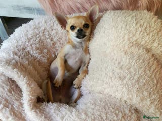 Chihuahua honden Dekreu aangeboden - Chihuahua - 1.3 kilo - 1 jaar in Voorthuizen - Advertentie 4