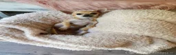 Chihuahua honden ter dekking: Dekreu aangeboden - Chihuahua - 1.3 kilo - 1 jaar in Voorthuizen - Advertentie 1