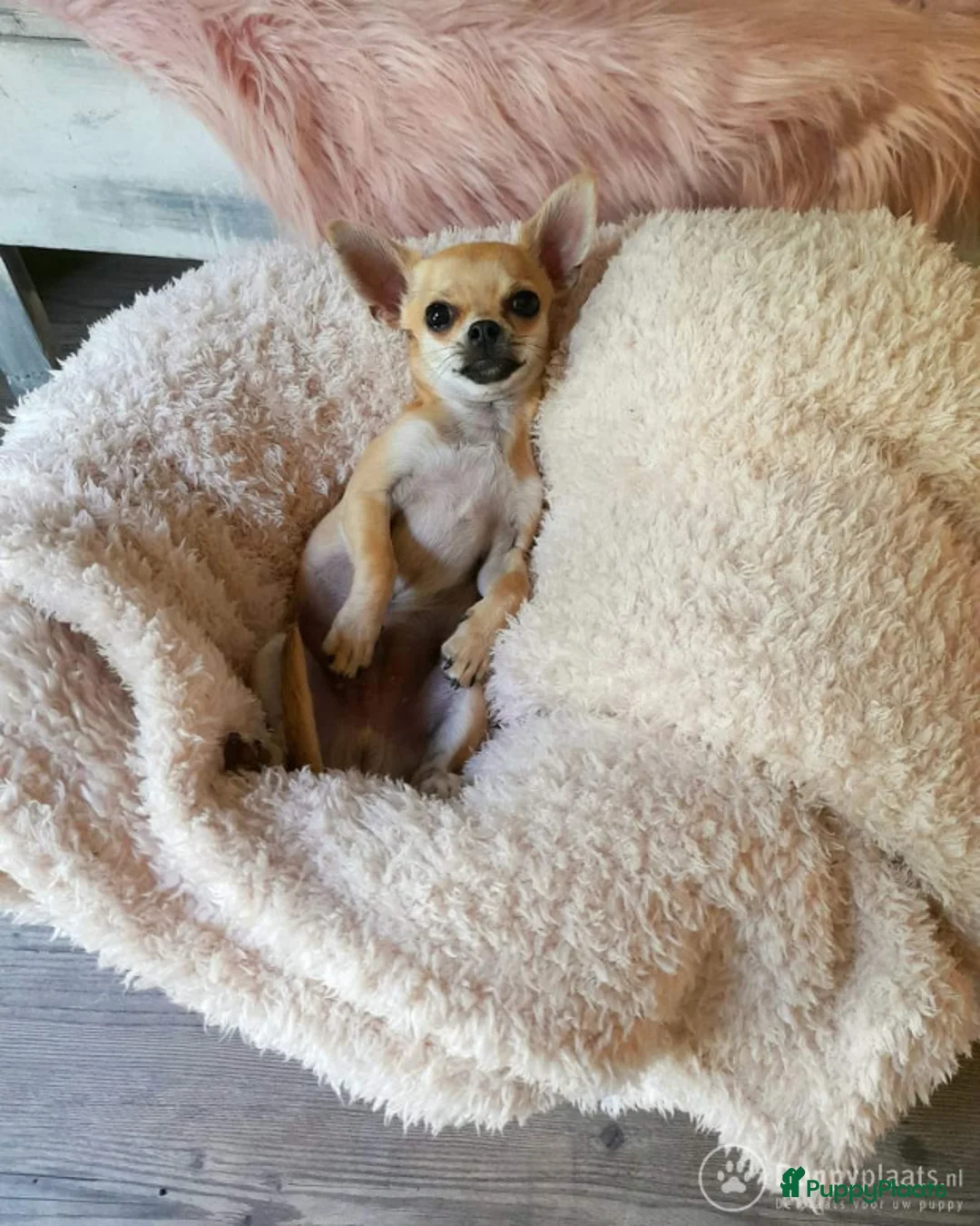 Chihuahua honden ter dekking: Dekreu aangeboden - Chihuahua - 1.3 kilo - 1 jaar in Voorthuizen - Advertentie 1