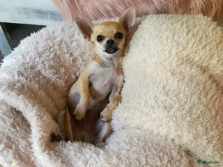 Chihuahua honden Dekreu aangeboden - Chihuahua - 1.3 kilo - 1 jaar in Voorthuizen - Advertentie 5