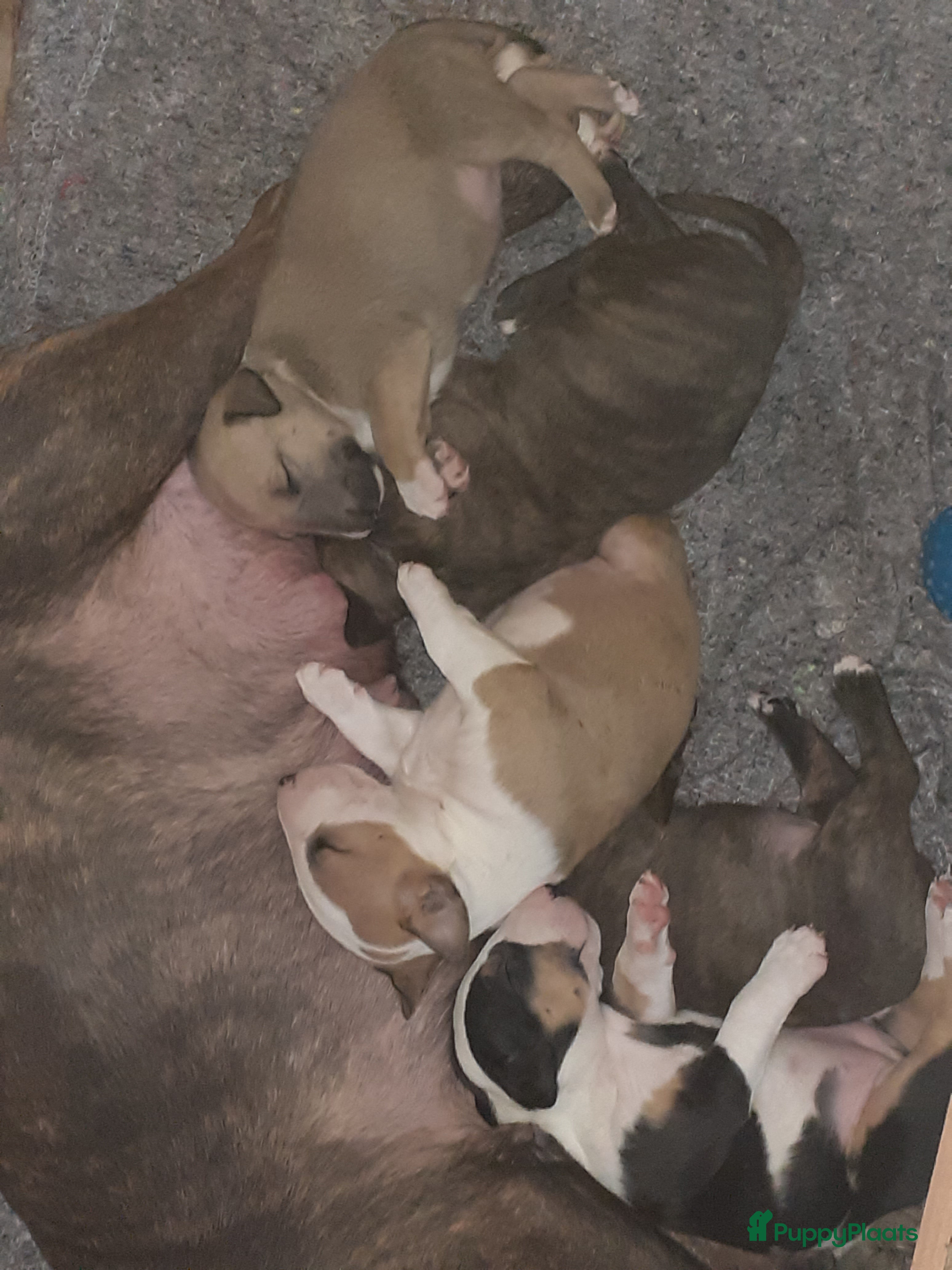 Bull Terriër honden deze 4 kanjers zijn op zoek naar gouden mandje - Advertentie 2