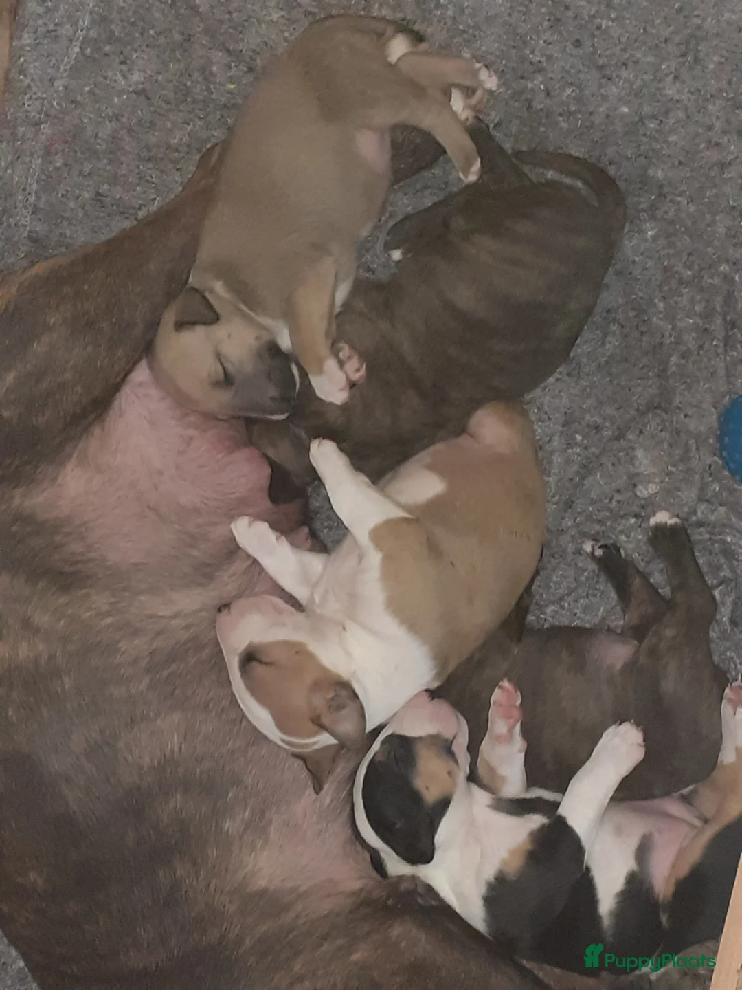 Bull Terriër honden te koop: deze 4 kanjers zijn op zoek naar gouden mandje - Advertentie 3