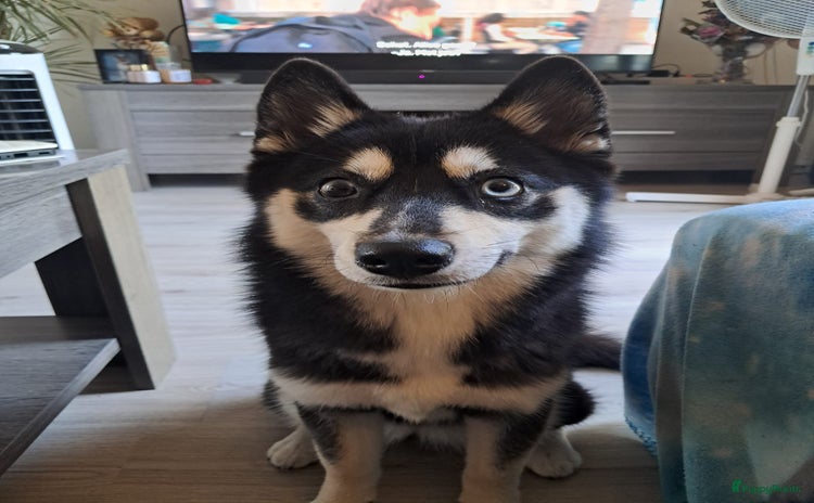 Kruising honden - Advertentie 10