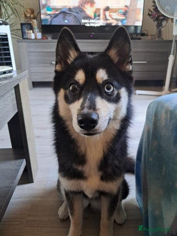 Kruising honden - Advertentie 10