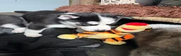 Siberische Husky honden te koop: Lieve husky pups zoeken een gouden mandje - Advertentie 6
